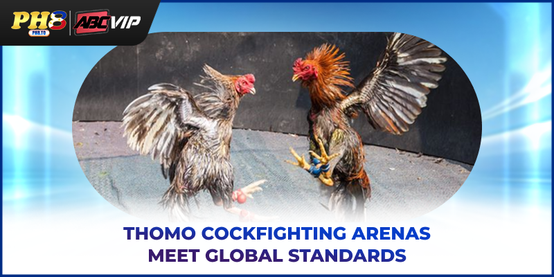 Thomo Cockfighting - Professional Matches, Fair Rules 4 Thomo cockfighting arenas meet global standards