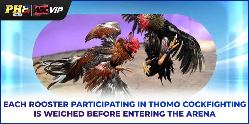 Thomo Cockfighting - Professional Matches, Fair Rules 3 Each rooster participating in Thomo cockfighting is weighed before entering the arena